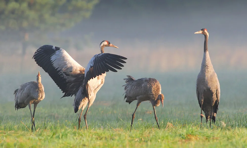 Kranichfamilie - Foto: TMV/Hardt